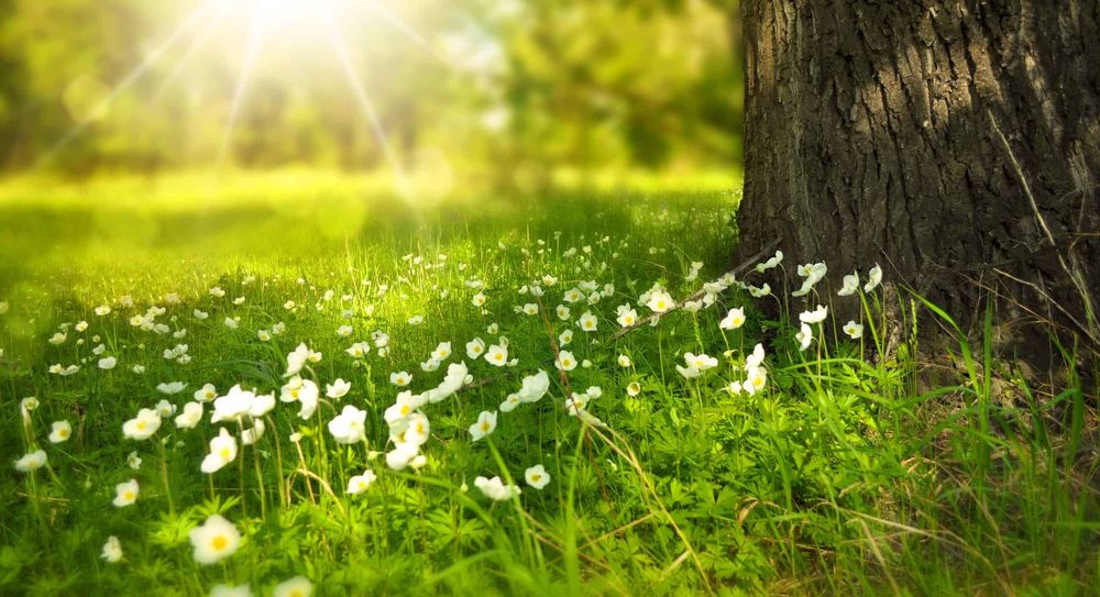 Spring flowers growing in a sunny woodland meadow