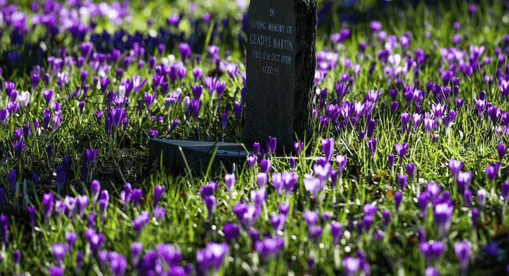 A simple headstone in a field of purple flowers