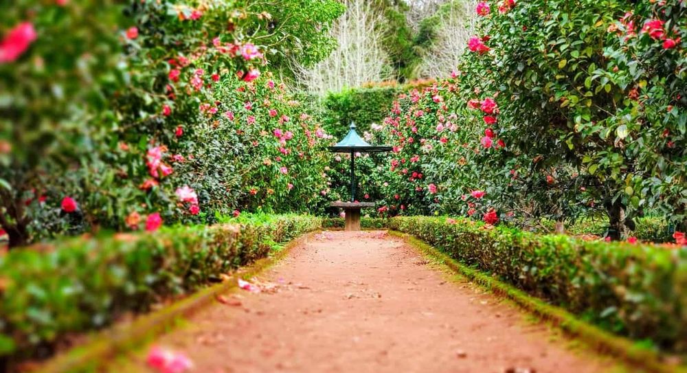 A path through a garden, surrounded by hedges with flowers.