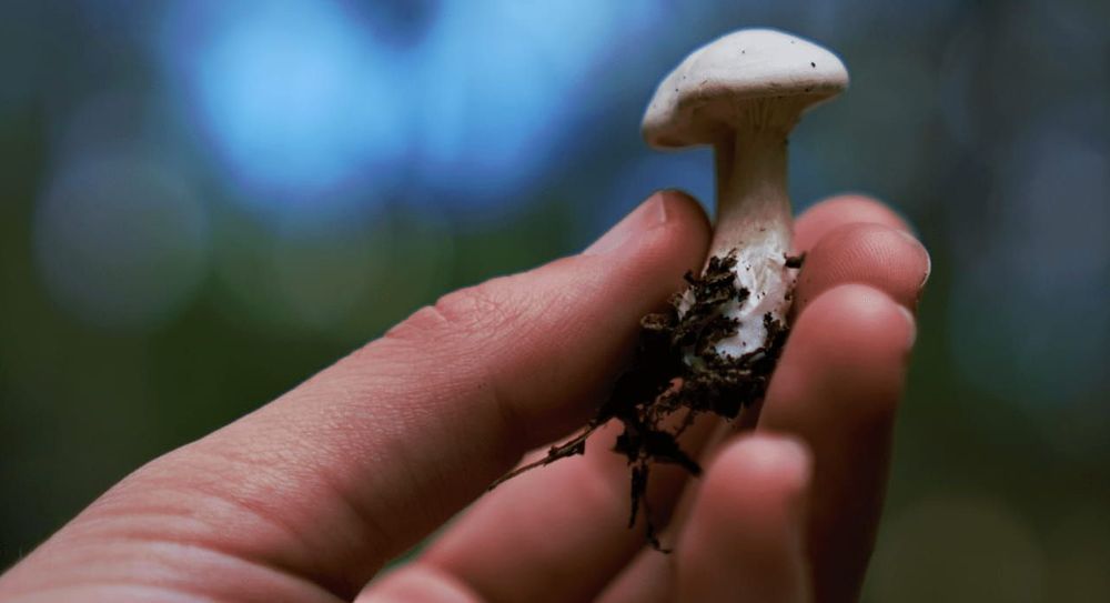 A hand holding a white mushroom that's been picked from the soil