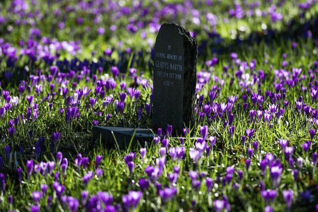 A simple headstone in a field of purple flowers