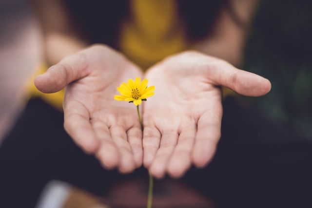 Hands holding up a yellow flower. 