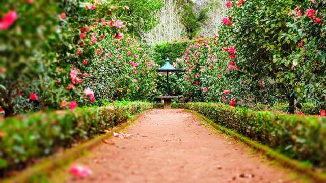 A path through a garden, surrounded by hedges with flowers.