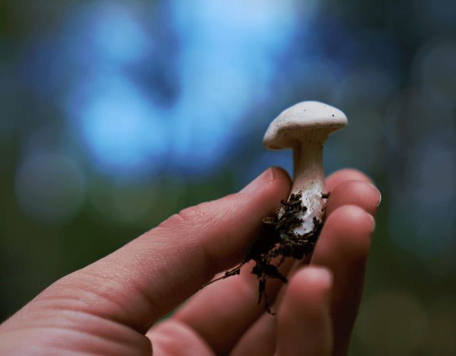 A hand holding a white mushroom that's been picked from the soil